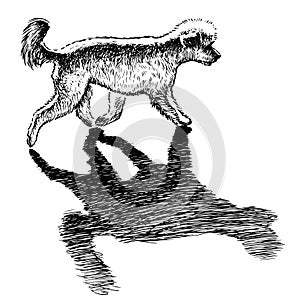 Sketch of poodle with shadow running outdoors on sunny day