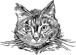 Sketch portrait of cute domestic cat