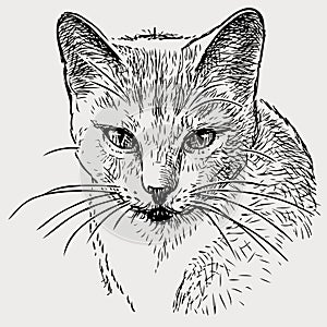 Sketch portrait of cute domestic cat