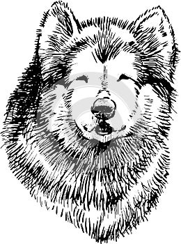 Sketch portrait of cute husky dog