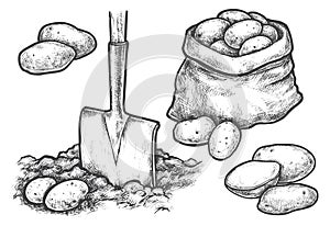 Sketch potato harvesting or farm planting