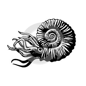 Sketch of prehistoric ammonite. Extinct marine mollusc. Hand drawn vector illustration.