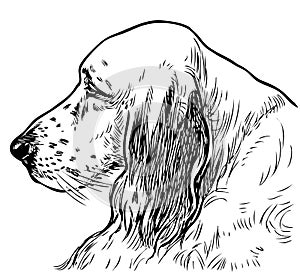 Sketch of profile portrait of old sad spaniel
