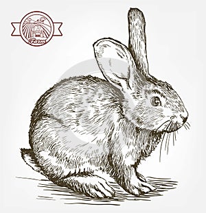 Sketch of rabbit drawn by hand. animal husbandry