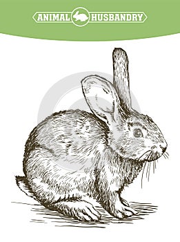 Sketch of rabbit drawn by hand. animal husbandry