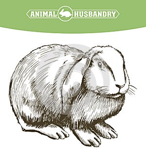 Sketch of rabbit drawn by hand. animal husbandry