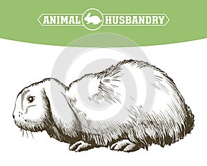 Sketch of rabbit drawn by hand. animal husbandry