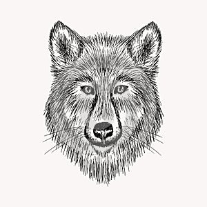 Sketch realistic face Wolf. Hand drawn illustration