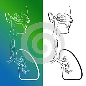 Sketch of Respiratory System Organs