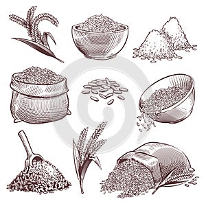 Sketch rice. Vintage hand drawn asian grains and ear. Pile of wild rice cereals, paddy sack. Agriculture engraving
