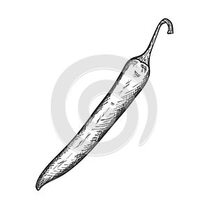 Sketch of a ripe chili pepper. Vegetable, hot pepper with a sprig drawn by hand with hatching. The drawing is isolated on a white