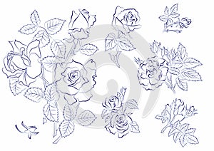 Sketch of roses
