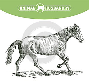 Sketch of running horse drawn by hand. livestock. animal grazing