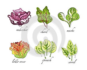 Sketch Salad Green Leaf Vegetables with Radicchio, Chard, Mache, Spinach and Sorrel Vector Set