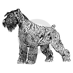 Sketch of Schnauzer dog breed in black and white