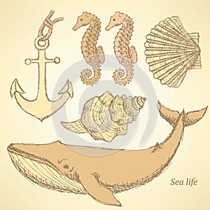 Sketch sea creatures in vintage style