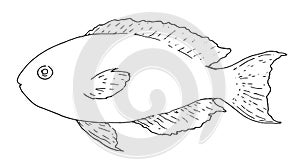 Sketch of the sea fish Scarus rubroviolaceus. isolated black outline, sea fish on white hand-drawn for menu design template,
