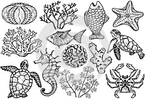 Sketch of sea shells, fish, corals and turtle. Hand Drawn vector illustration.