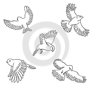 Sketch set of flying birds.