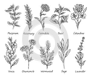 Sketch set of wild flowers, herbs and spices