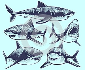 Sketch shark. Swimming sharks with open mouth. Underwater animal vector tattoo collection