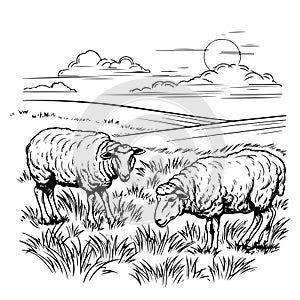 Sketch of sheep, Hand drawn vector