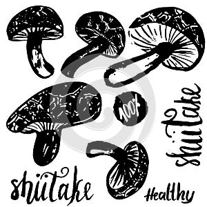 Sketch shiitake hand drawn mushrooms vector illustration isolated on white background with lettering. Set of mushrooms.