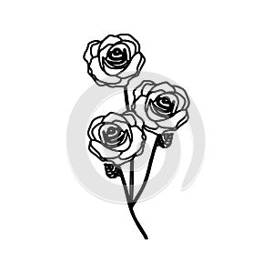 sketch silhouette bouquet roses floral icon