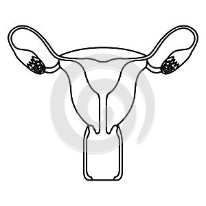 Sketch silhouette female reproductive system