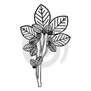 sketch silhouette ramifications with oval leaves nature icon