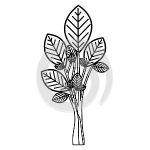 sketch silhouette ramifications with oval leaves plant icon