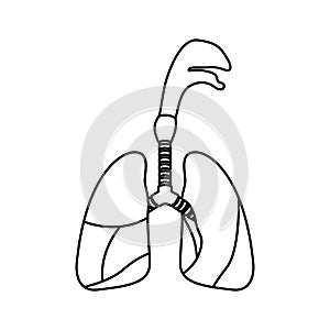 Sketch silhouette respiratory system with windpipe photo