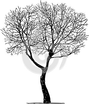 Sketch of silhouette single deciduous bare tree in winter season