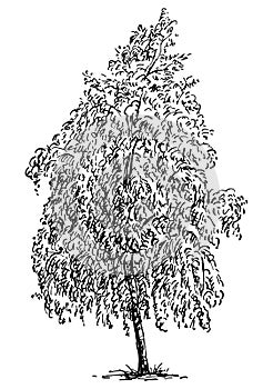 Sketch of single birch tree with lush foliage