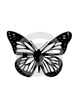 A sketch of a single butterfly on white background