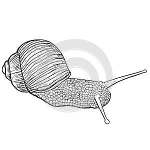 Sketch snail hand drawing vintage style.
