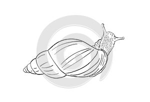 Sketch of snail view from above, isolated on white, Hand drawn