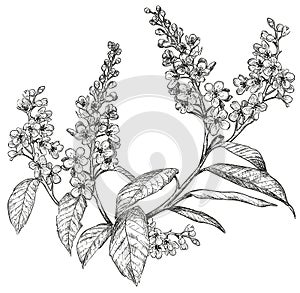 Sketch of spring flowers