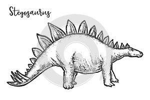 Sketch of Stegosaurus dinosaur or hand drawn dino
