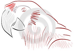 Sketch of a stilyzed parrot