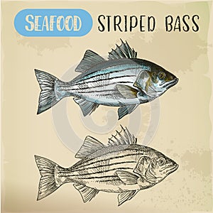 Sketch of striper fish or atlantic striped bass