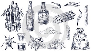 Sketch sugar cane. Sugarcane farm harvest, plant stalks organic cane leaves, sugar sack and cubes, bottle of rum, hand