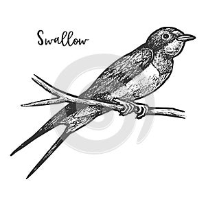 Sketch of swallow bird or martins, martlet