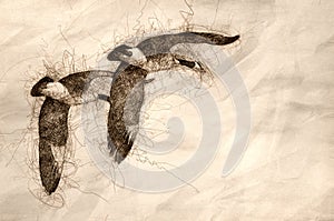 Sketch of a Synchronized Flying Demonstration by a Pair of Canada Geese