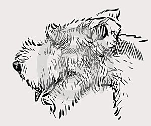 Sketch of the terrier head