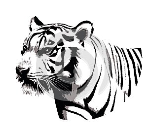 Sketch tiger portrait.Symbol of courage and new year.