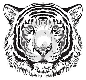 Sketch of a Tiger's face