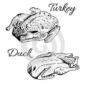 Sketch of turkey and duck.