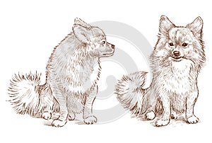 Sketch of two cute fluffy purebred spitz dogs sitting and looking, vector hand drawing isolated on white