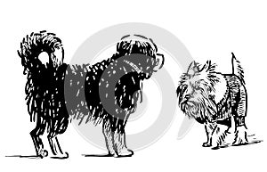 Sketch of two domestic dogs meet on a walk